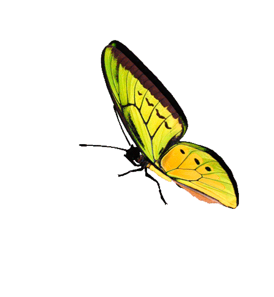 flying butterfly
